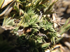 Gentiana arisanensis