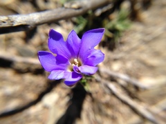 Gentiana arisanensis