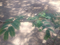 Senegalia rugata