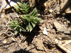 Gentiana arisanensis