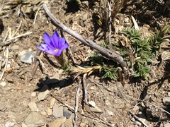 Gentiana arisanensis
