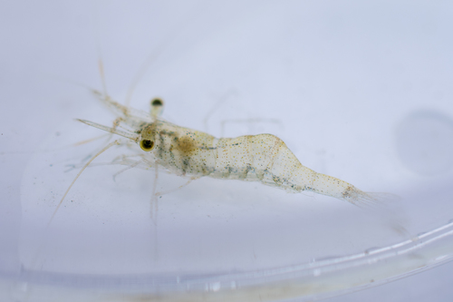 Palaemon paludosus