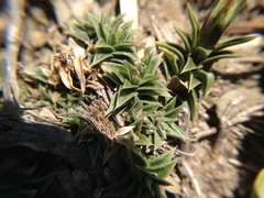Gentiana arisanensis