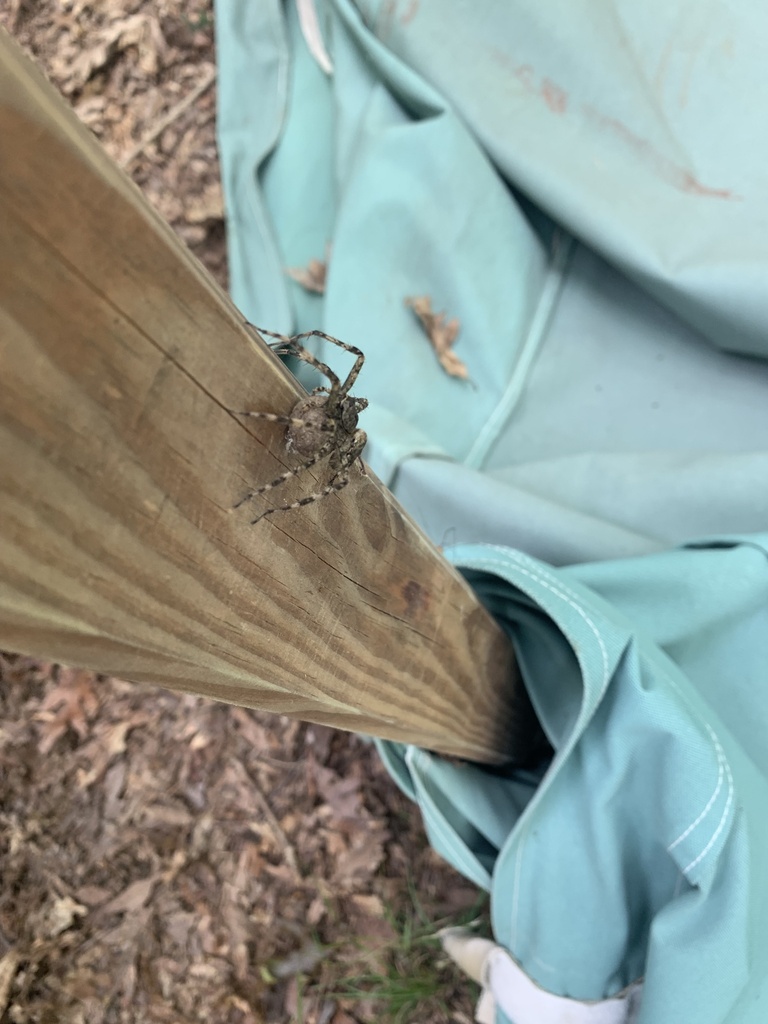 White banded Fishing Spider From Farmington PA US On July 31 2023 At white-banded-fishing-spider-from-farmington-pa-us-on-july-31-2023-at