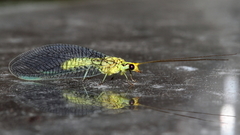 Italochrysa insignis