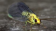 Italochrysa insignis