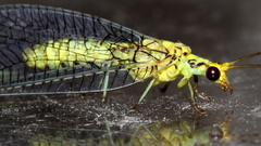 Italochrysa insignis