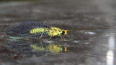 Italochrysa insignis