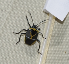 Commius elegans