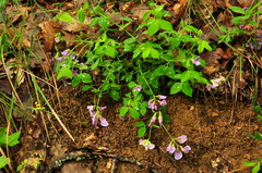 Lathyrus laxiflorus