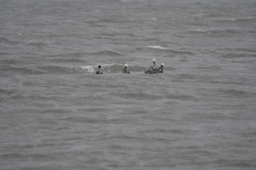 Brown Pelican photographed in Delaware