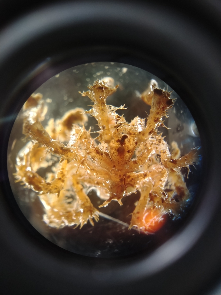 Achelia echinata