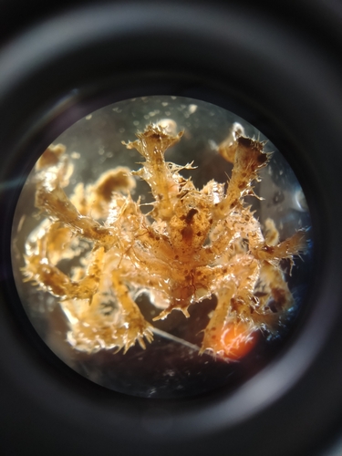 Achelia echinata