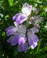 Collinsia