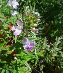 Collinsia