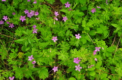 Geranium asphodeloides