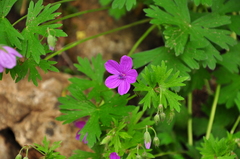 Geranium asphodeloides