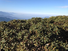 Rhododendron pseudochrysanthum