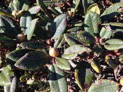 Rhododendron pseudochrysanthum