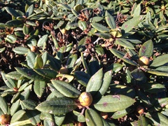 Rhododendron pseudochrysanthum