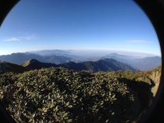 Rhododendron pseudochrysanthum