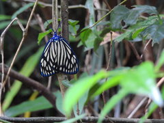 Cyclosia papilionaris