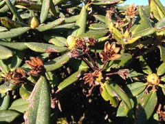 Rhododendron pseudochrysanthum