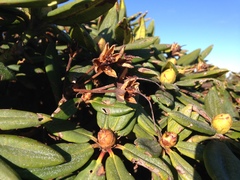 Rhododendron pseudochrysanthum