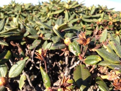 Rhododendron pseudochrysanthum