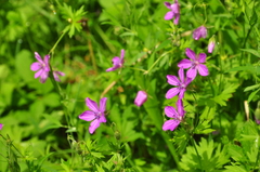 Geranium asphodeloides