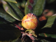 Rhododendron pseudochrysanthum