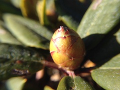 Rhododendron pseudochrysanthum