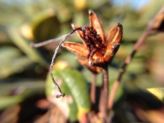 Rhododendron pseudochrysanthum