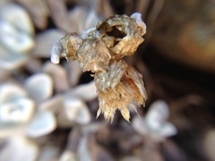 Anaphalis nepalensis