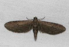 Eupithecia innotata
