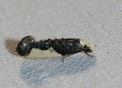 Monopis monachella