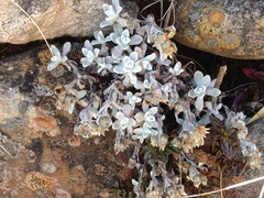 Anaphalis nepalensis