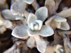 Anaphalis nepalensis