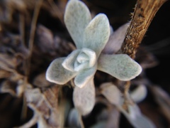 Anaphalis nepalensis