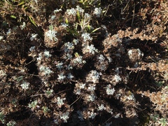 Artemisia morrisonensis
