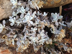 Anaphalis nepalensis