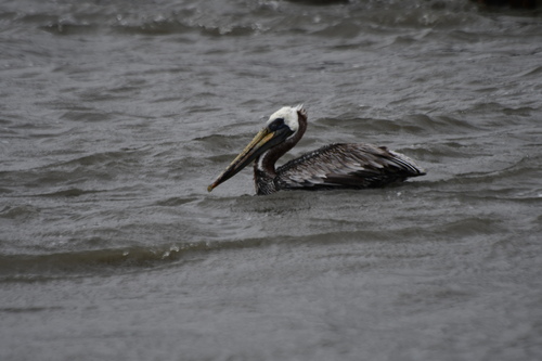 Brown Pelican photographed in Delaware