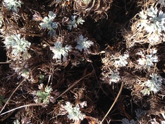 Artemisia morrisonensis