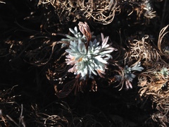 Artemisia morrisonensis