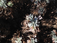 Artemisia morrisonensis