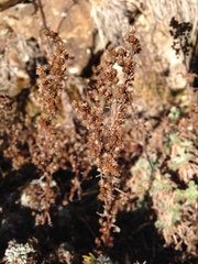 Artemisia morrisonensis