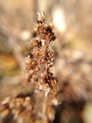 Artemisia morrisonensis