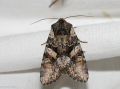 Lacanobia contigua