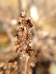 Artemisia morrisonensis