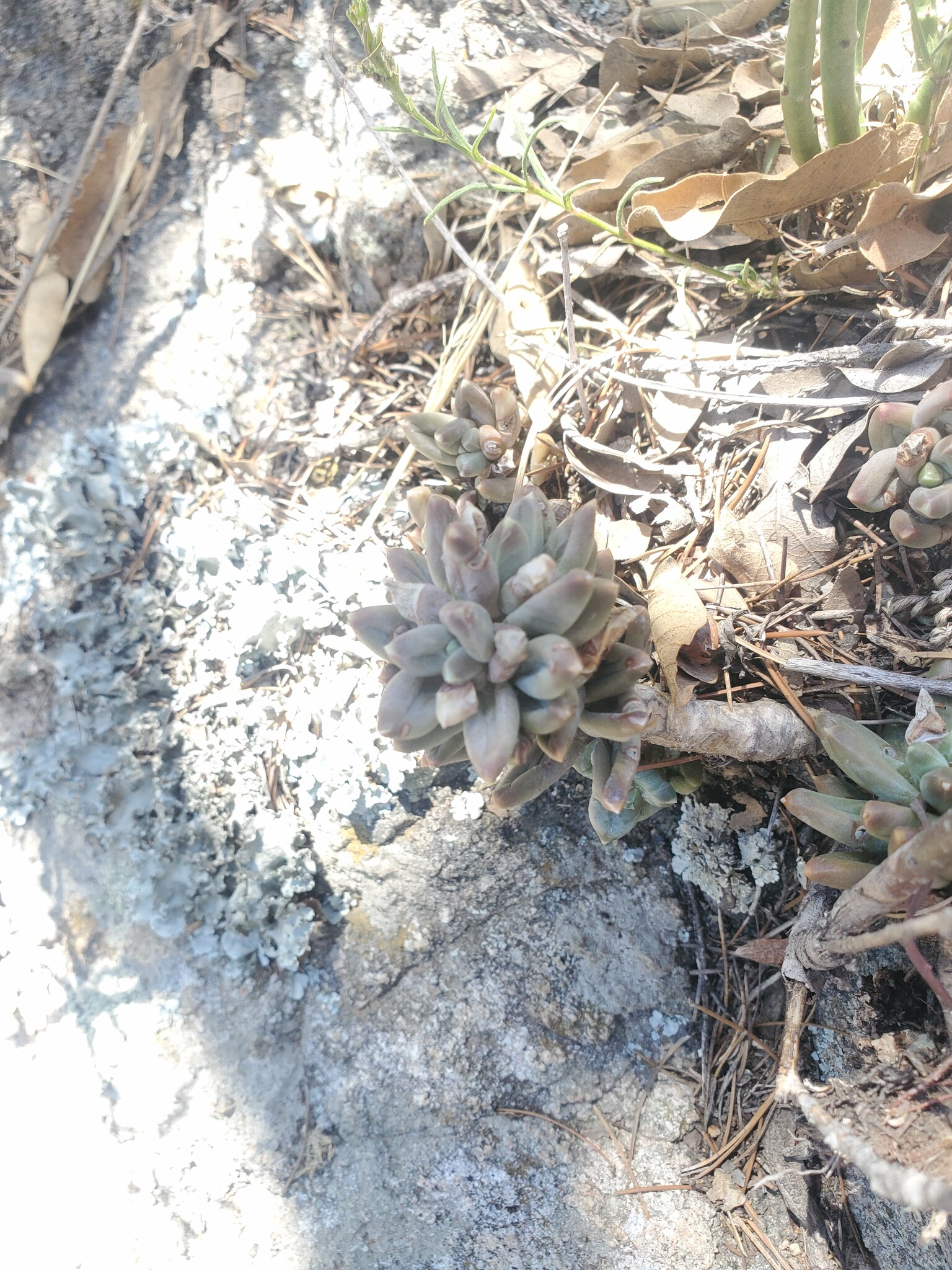 Imagem de Planta-jade compacta